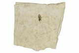 Detailed Fossil Marsh Fly (Tetanocera) - Cereste, France #290763-1